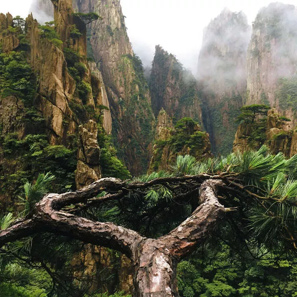 The magic of nature - #1 