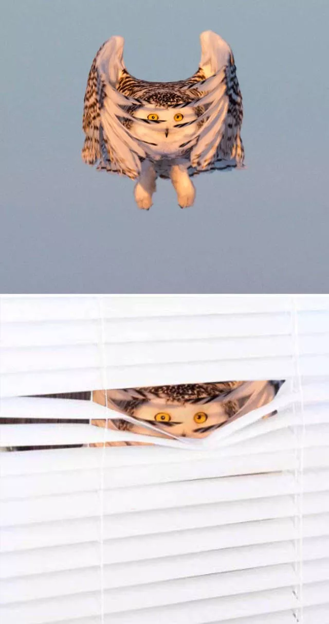 Les plus droles photo montages au monde - #16 