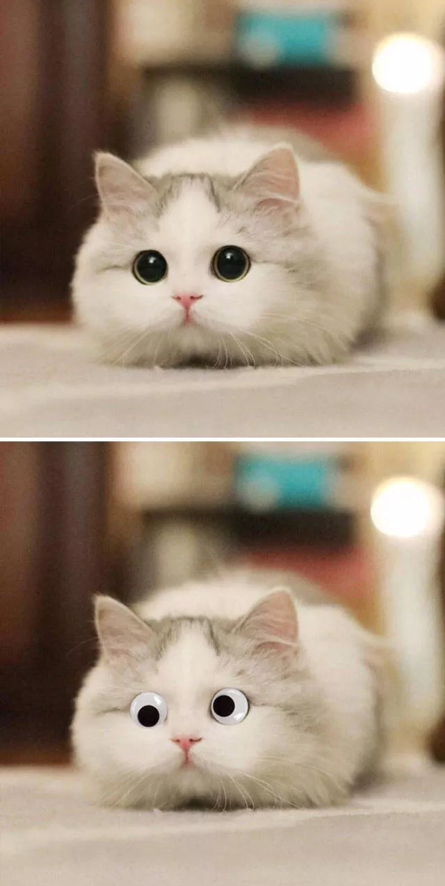 Les plus droles photo montages au monde - #25 Les plus droles photo montages au monde - #25