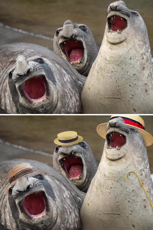 Les plus droles photo montages au monde - #27 Les plus droles photo montages au monde - #27