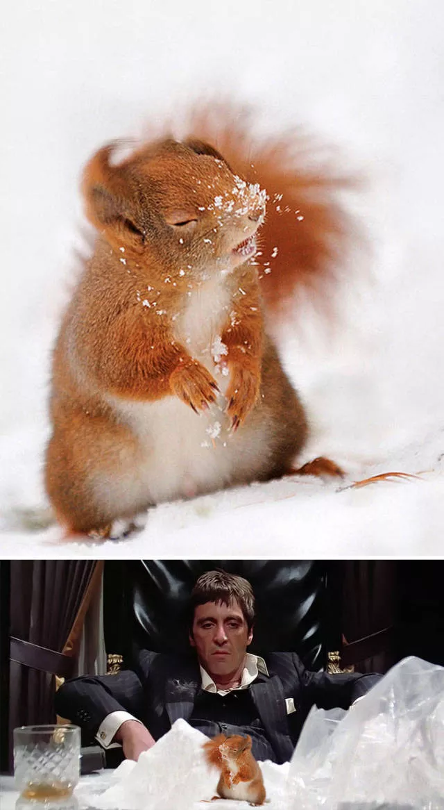 Les plus droles photo montages au monde - #37 Les plus droles photo montages au monde - #37