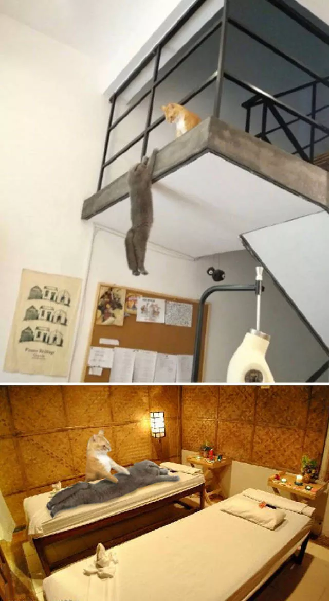 Les plus droles photo montages au monde - #4 