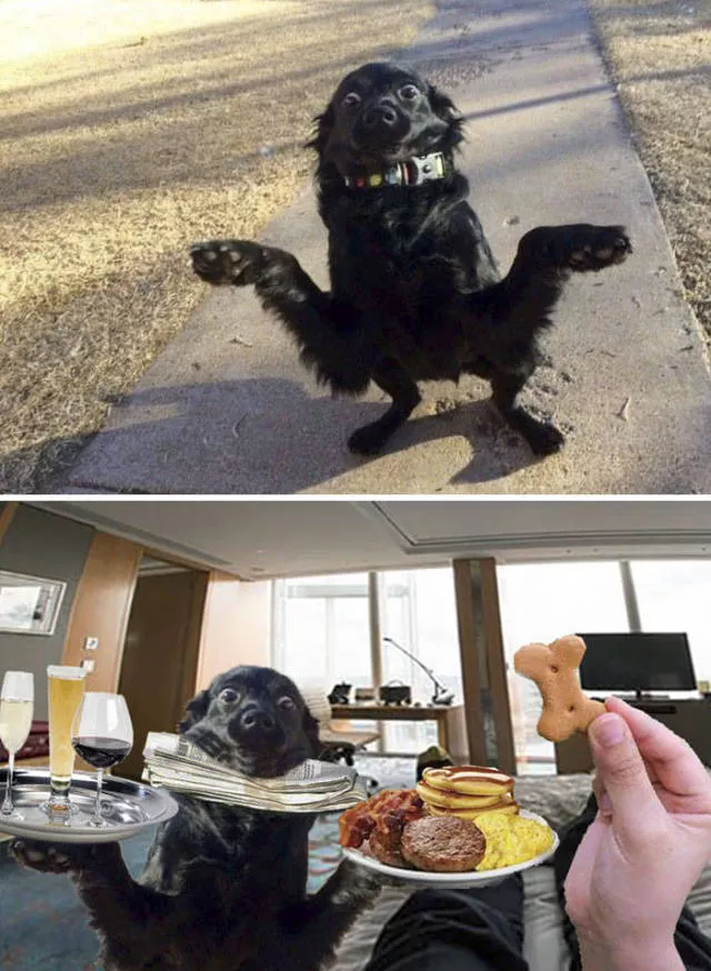 The funniest photo montages in the world - #41 
