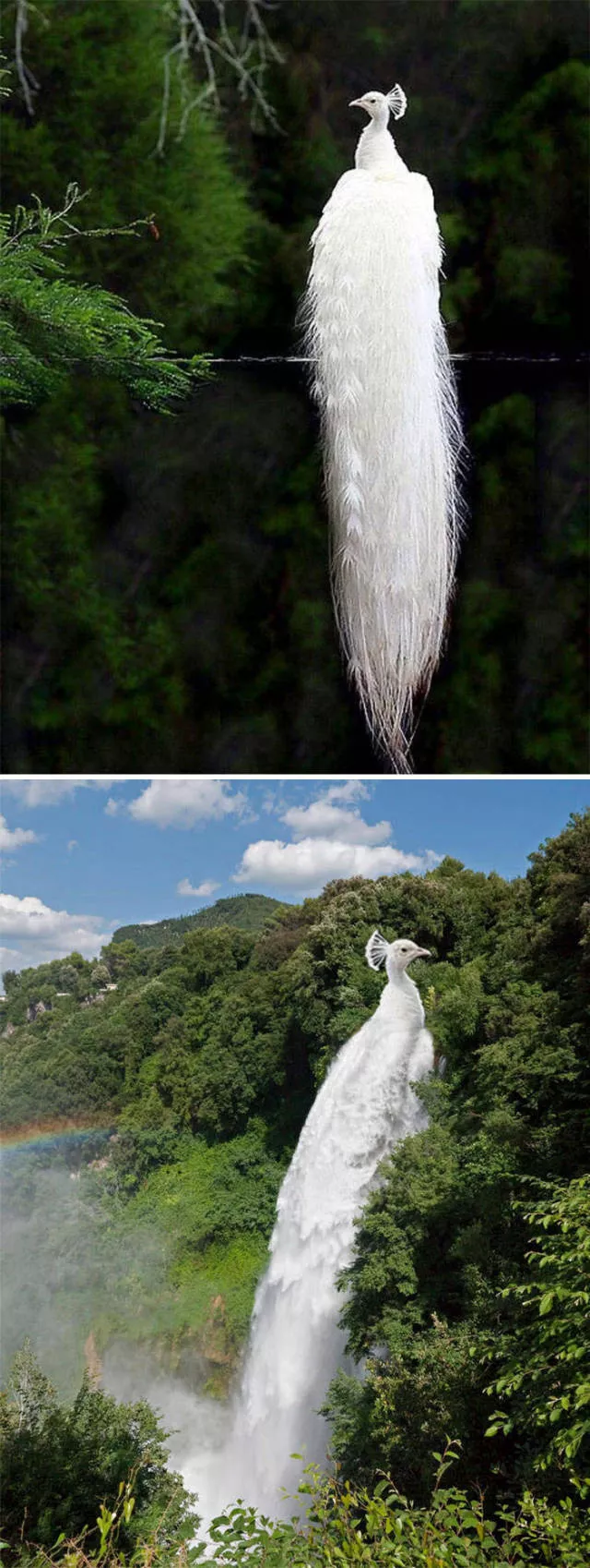 Les plus droles photo montages au monde - #46 