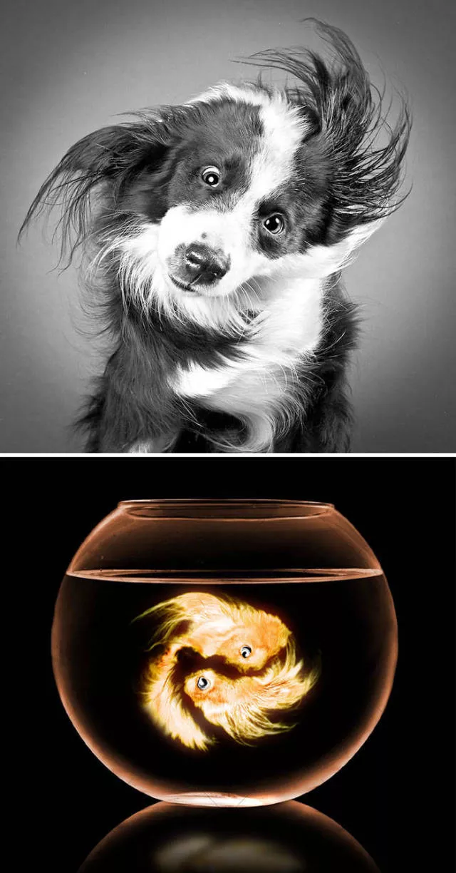 The funniest photo montages in the world - #9 