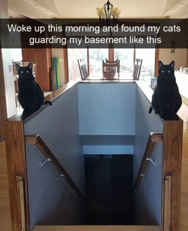 Funniest and hilarious cat snapchats - #10 