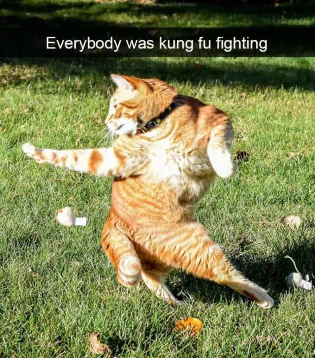 Funniest and hilarious cat snapchats - #11 
