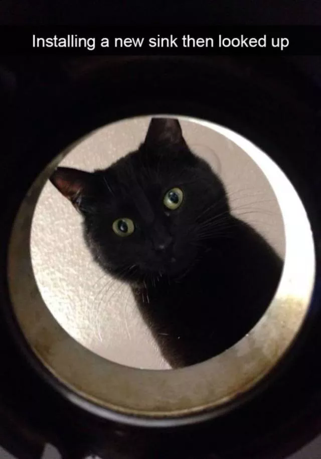 Funniest and hilarious cat snapchats - #15 