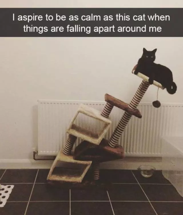 Funniest and hilarious cat snapchats - #16 