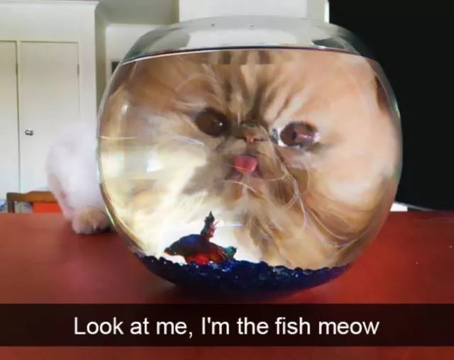 Funniest and hilarious cat snapchats - #17 