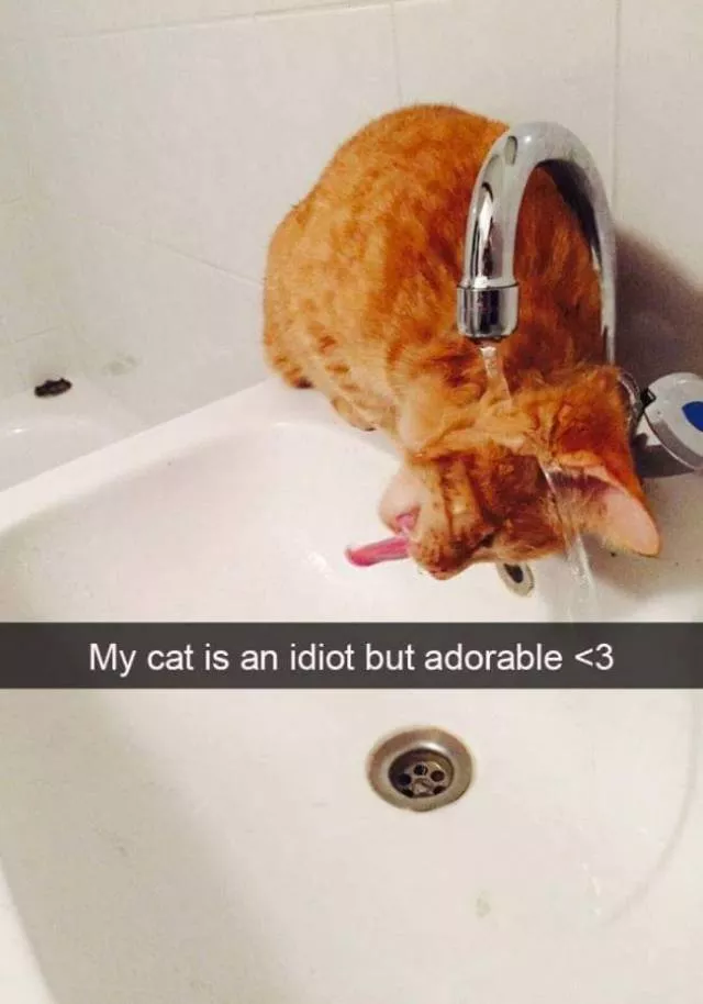 Funniest and hilarious cat snapchats - #18 