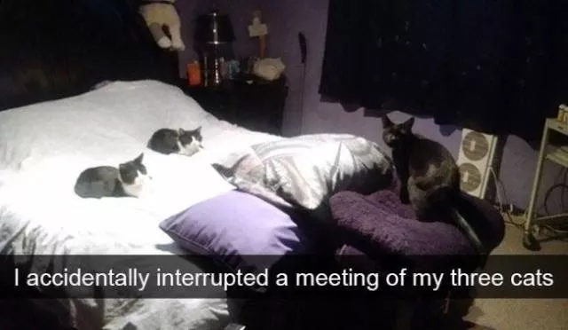 Funniest and hilarious cat snapchats - #19 