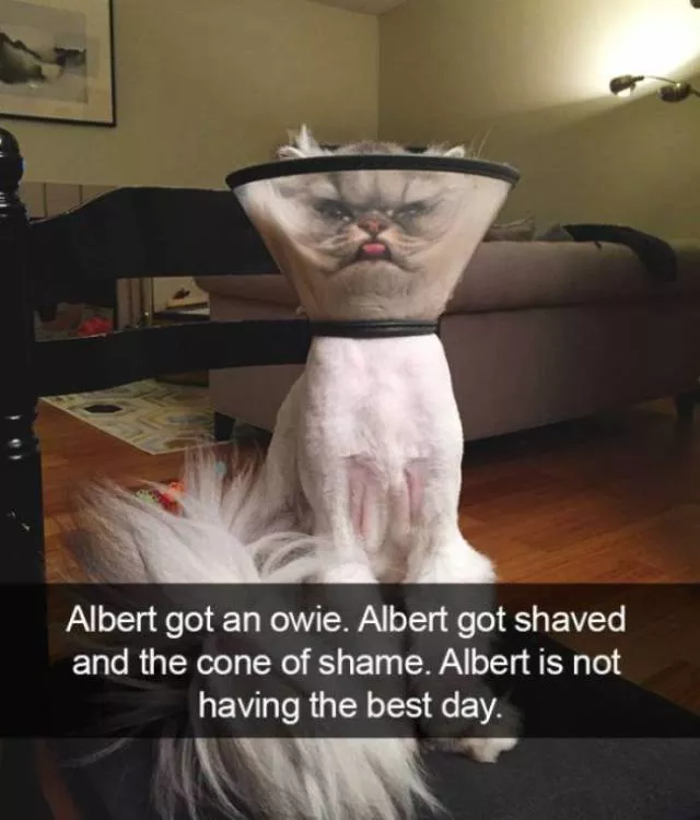 Funniest and hilarious cat snapchats - #3 