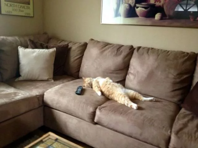 Funniest and hilarious cat snapchats - #4 