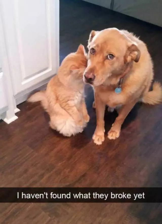 Funniest and hilarious cat snapchats