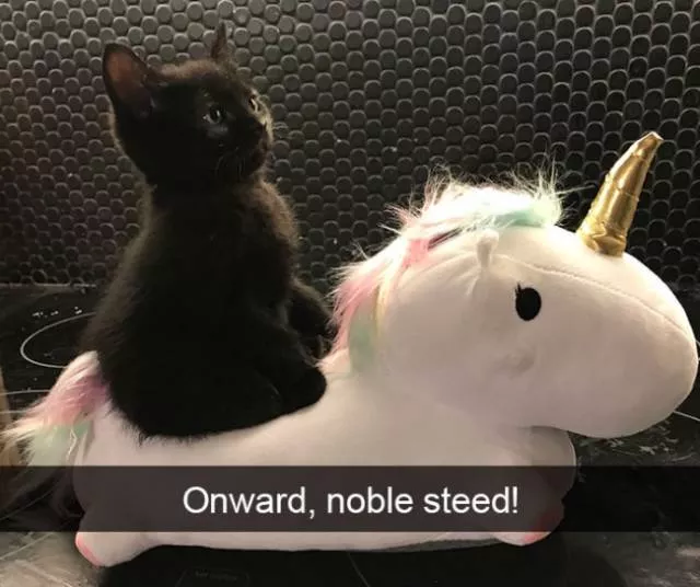 Funniest and hilarious cat snapchats - #6 