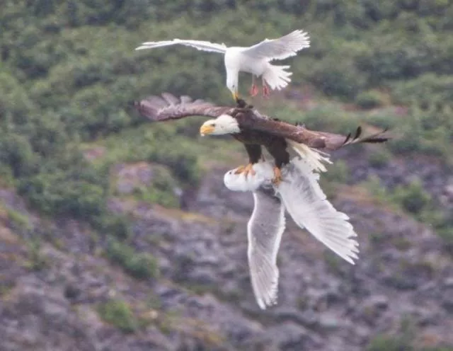 The top rarely seen images - #22 The top rarely seen images - #22