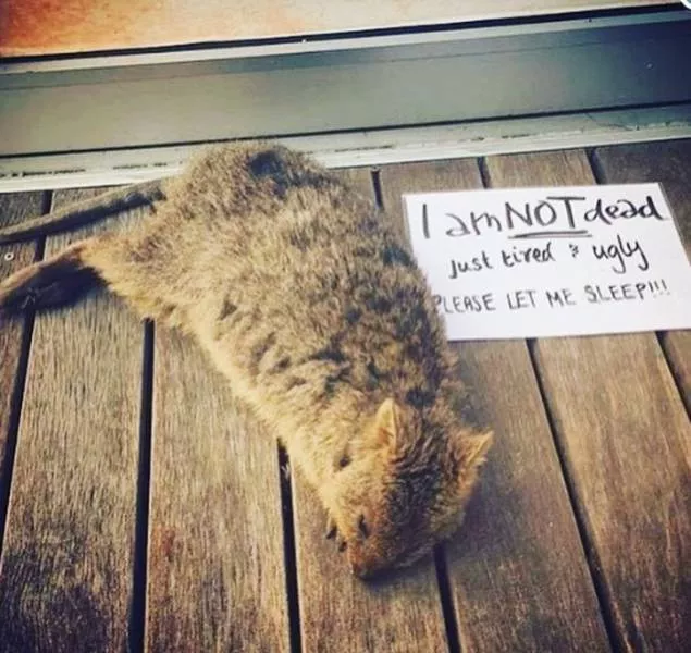Picdump 244 - #17 