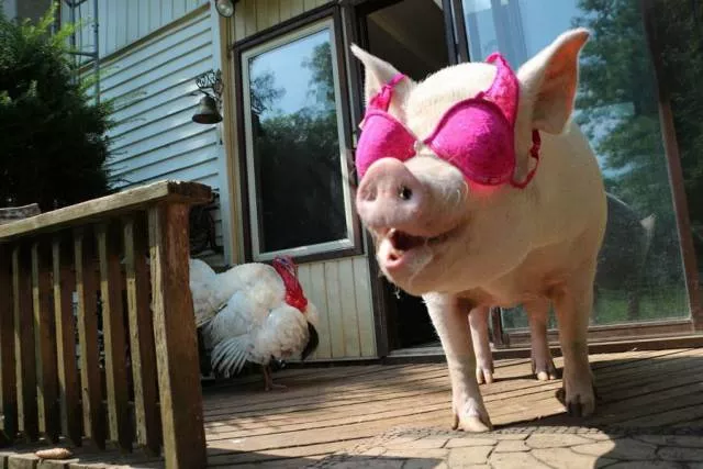 Picdump 244 - #70 
