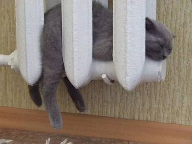 Picdump 244 - #80 