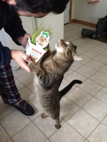 Unique cats - #1 