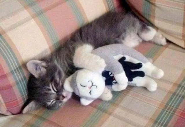 Unique cats - #10 