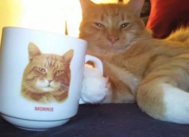 Chats pas comme les autres - #11 