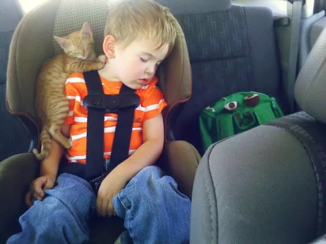 Chats pas comme les autres - #12 