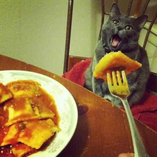 Unique cats - #13 