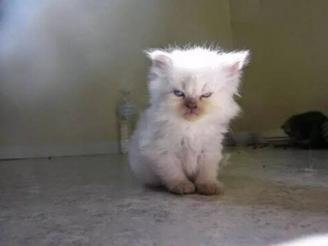 Chats pas comme les autres - #14 