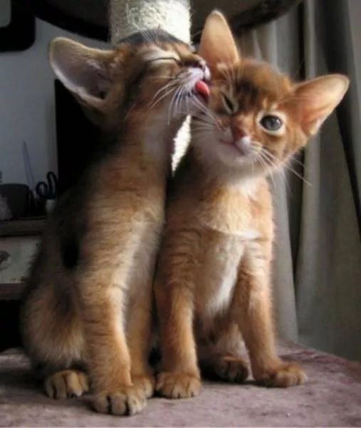 Chats pas comme les autres - #15 