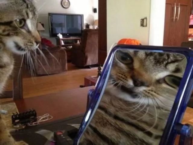 Chats pas comme les autres - #16 