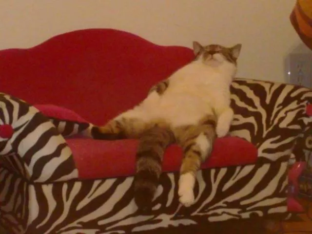 Chats pas comme les autres - #17 