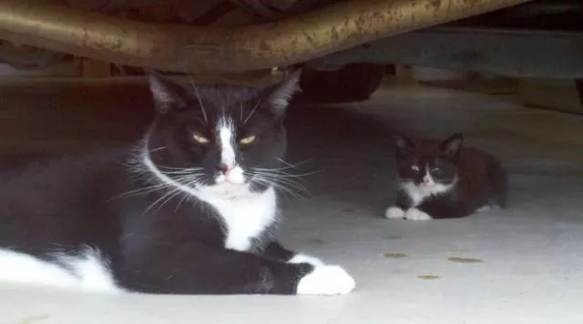 Chats pas comme les autres - #18 