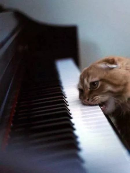 Chats pas comme les autres - #19 