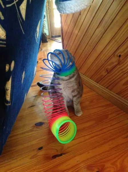 Chats pas comme les autres - #2 