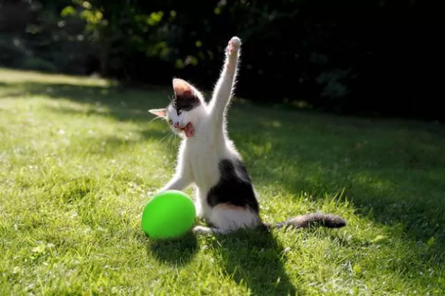 Chats pas comme les autres - #20 