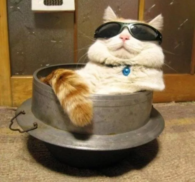 Unique cats - #21 Unique cats - #21