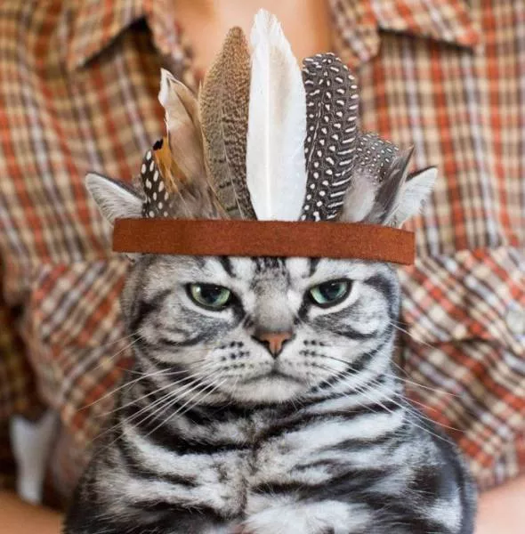 Chats pas comme les autres - #22 