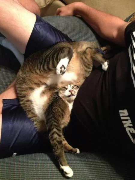 Chats pas comme les autres - #23 