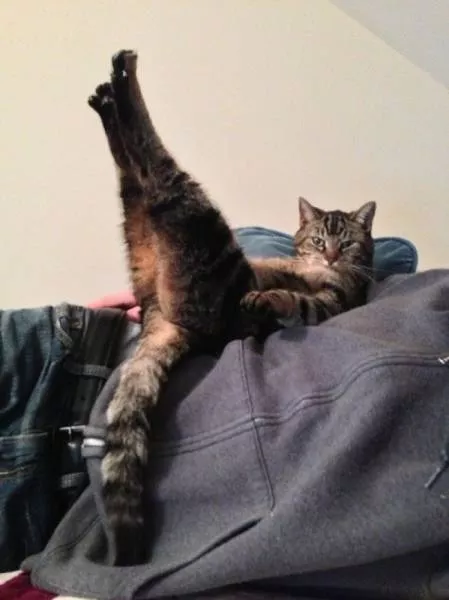 Unique cats - #24 Unique cats - #24