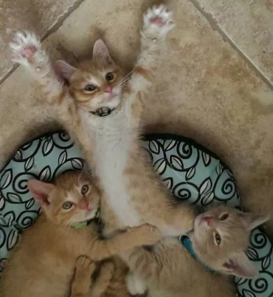Chats pas comme les autres - #27 