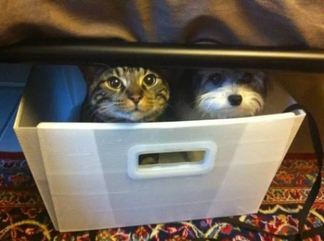 Chats pas comme les autres - #29 