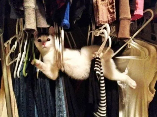Chats pas comme les autres - #3 