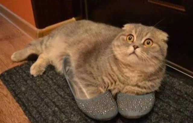 Chats pas comme les autres - #32 