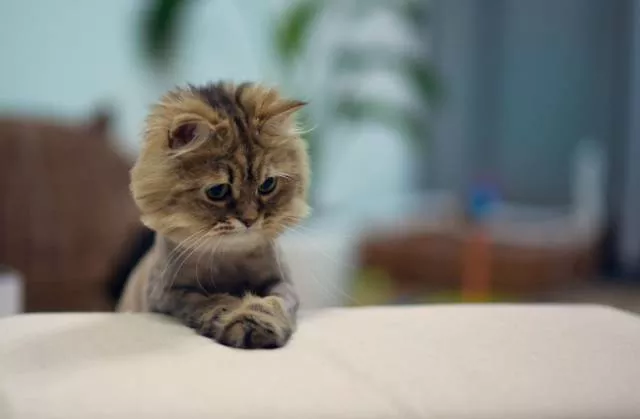 Chats pas comme les autres - #36 