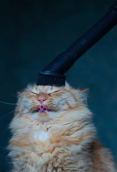 Chats pas comme les autres - #38 