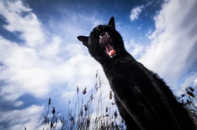 Chats pas comme les autres - #39 