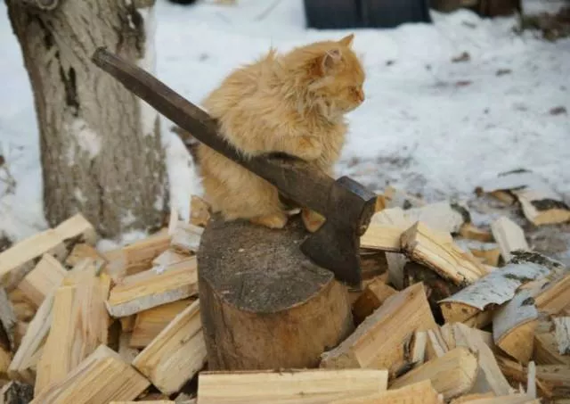 Unique cats - #4 