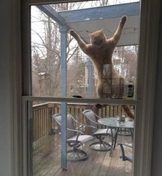 Unique cats - #42  Unique cats - #42